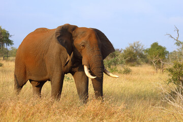 Afrikanischer Elefant / African elephant / Loxodonta africana..