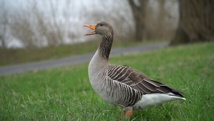 A Serene Duck Resting Calmly Near The Riverbank, Surrounded By Lush Greenery, Capturing The Tranquil Beauty Of Wildlife In Its Natural Habitat, Peacefully Coexisting With Nature.	
