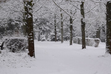 snow covered trees
