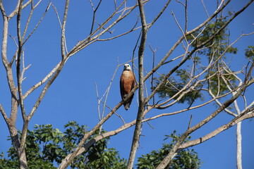 A Black-collared hawk along the Brazo de Mompos River - Santa Cruz de Mompox - Colombia.