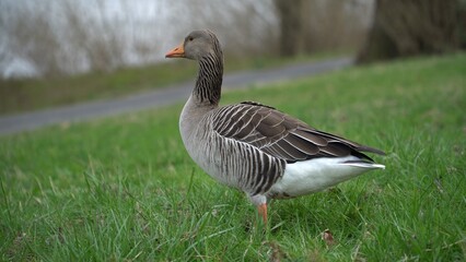 A Serene Duck Resting Calmly Near The Riverbank, Surrounded By Lush Greenery, Capturing The Tranquil Beauty Of Wildlife In Its Natural Habitat, Peacefully Coexisting With Nature.	

