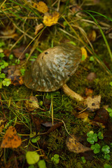 mushroom in the forest