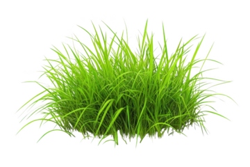 Transparent Grass Blades for Design, 3D Modeling, and Visual Effects
