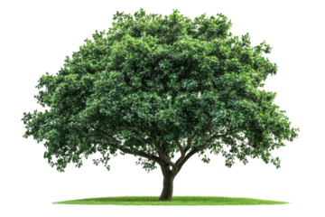 The Transparent Object of a Tree, a Green Canopy with Leaves, Looking Like Glass or Crystal, Shining Through the Sunlight