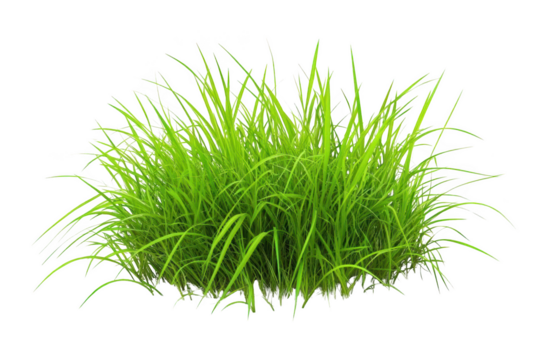 Transparent Grass Blades for Design, 3D Modeling, and Visual Effects - Powered by Adobe