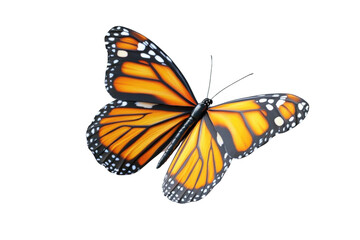 The Butterfly's Wings: A Stunning Display of Transparency and Color