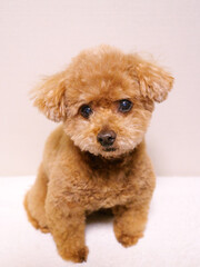 日本、キリっと見つめるトイプードル