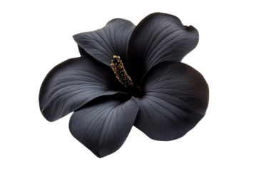 Black Flower with Golden Center,  Transparent Object Photography