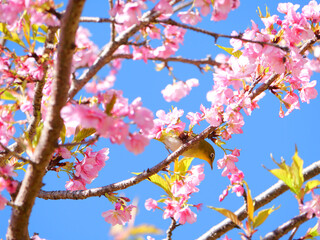 日本、神奈川県、冬、河津桜とメジロ