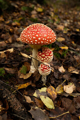 fly agaric mushroom