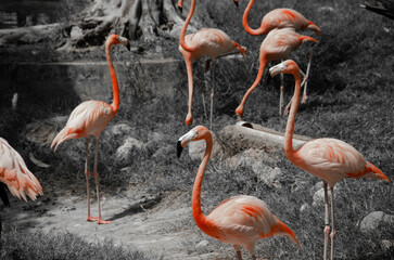 group of pink flamingos