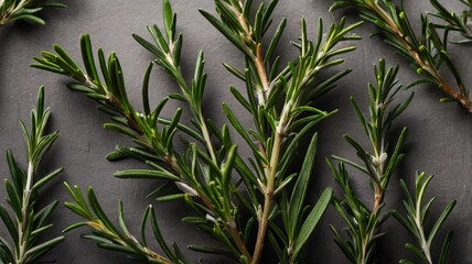 Fototapeta premium Set of rosemary branches with top view