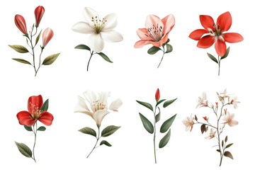White and Red Transparent Flowers, Blooming Delicate and Beautiful, Perfect for Decoration
