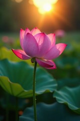 Obraz premium Dew-kissed lotus blooms in the early dawn light, sun rise, calm surroundings