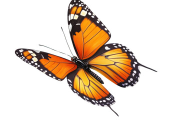 The Transparent Wings of a Butterfly Against a Black Background