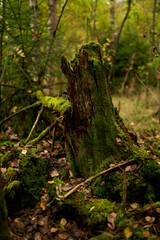 moss on tree