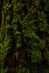 Obraz premium moss on a tree