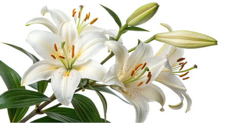 Obraz premium Spring blossoms, Floral arrangement, Elegant White Lilies with Green Leaves for Floral Decoration and Nature Photography with Clipping Path