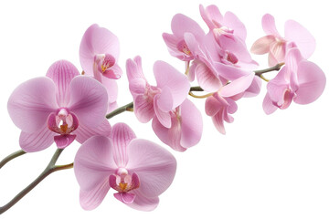 The Graceful Dance of Pink Orchids on a Black Background - Beauty in Transparency