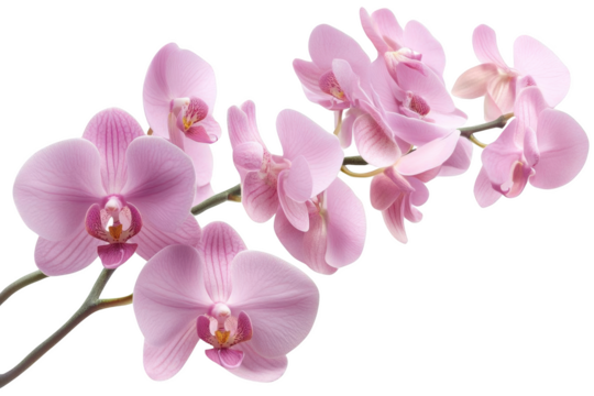 The Graceful Dance of Pink Orchids on a Black Background - Beauty in Transparency