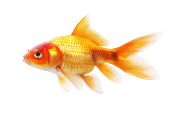 Fototapeta premium A Transparent Goldfish Swimming Through the Dark, A Symbol of Life in the Water
