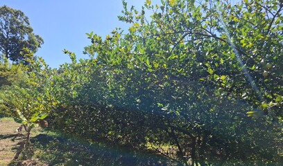 Fototapeta premium green tree in the garden