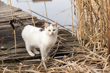 A white cat with a few black spots stands on a wooden pier beside a reed bed.