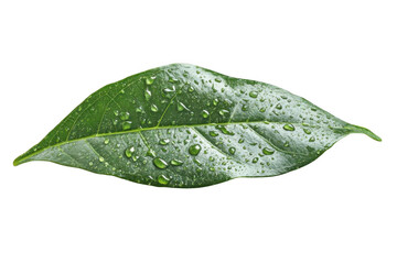 Water Droplets on Green Leaf, Nature's Transparency