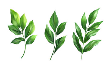 Fototapeta premium Green Leaves Branching Out and Reaching Up on a Black Background - Transparent Nature