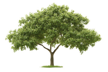 Obraz premium A Lush Green Tree with Transparent Leaves, A Perfect Example of Nature's Transparency