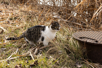 A tabby cat with some white markings sits beside a metal manhole cover.






