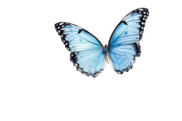Obraz premium The Delicate Beauty of a Transparent Blue Butterfly on a Black Background