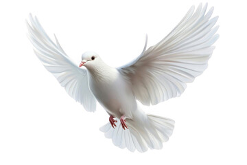 Obraz premium White Dove Soaring Through the Air with Wings Spread Wide, A Symbol of Peace and Hope