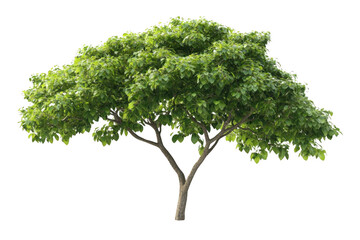 Obraz premium A Transparent Object: Making a Tree Disappear with a Black Background, See-Through Green Leaves and Branches