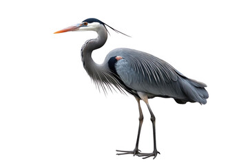 Fototapeta premium A Heron Stands Tall Against a Black Background, Demonstrating the Beauty of Transparency in Nature