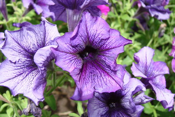 violet flowers in the garden