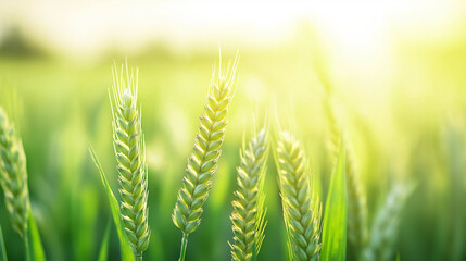 Golden Grain: Capturing the sun-kissed beauty of a wheat field, a close-up showcases the golden grains and lush green stalks, evoking feelings of harvest, abundance, and rural serenity.