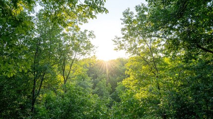 Fototapeta premium Sunlight through forest canopy, nature's embrace, peaceful scene