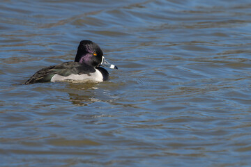 Ring-necked duck floating on a pond