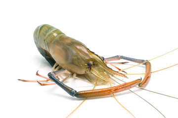 Fresh river prawns isolated on white background. Big freshwater prawns. River prawns for cooking.