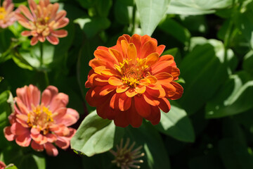 Orange flowers are blooming in the park.