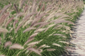 White flowers and green leaves