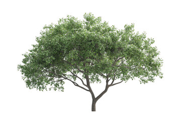 Obraz premium Leafy Green Tree Stands Tall Against Black Backdrop, Nature's Majesty.