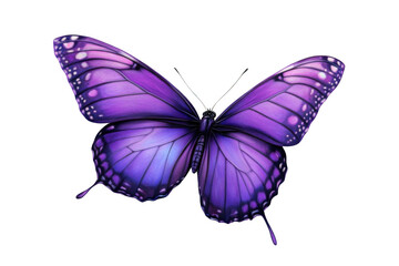 Purple Butterfly Wings Open on Black Background, Beautiful Insect and Nature Theme.