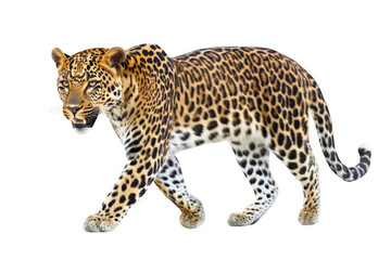 Leopard Walks with Prey, Wildlife Safari Adventure