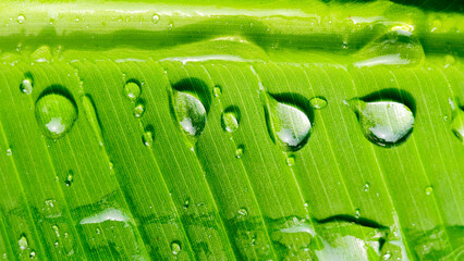 Macro shot of water drops on fresh green leaf in the morning. Close up of banana leaf surface and dew drops