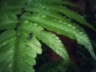 bug on leaf