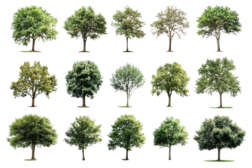 Trees Stand Tall with Lush Green Leaves and Strong Trunks, Displaying Natural Beauty, Perfect for Eco-Friendly Projects or Arbor Day Celebrations.