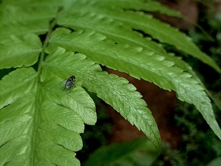 fly on leaf