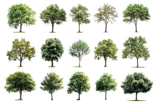 Trees Stand Tall with Lush Green Leaves and Strong Trunks, Displaying Natural Beauty, Perfect for Eco-Friendly Projects or Arbor Day Celebrations.